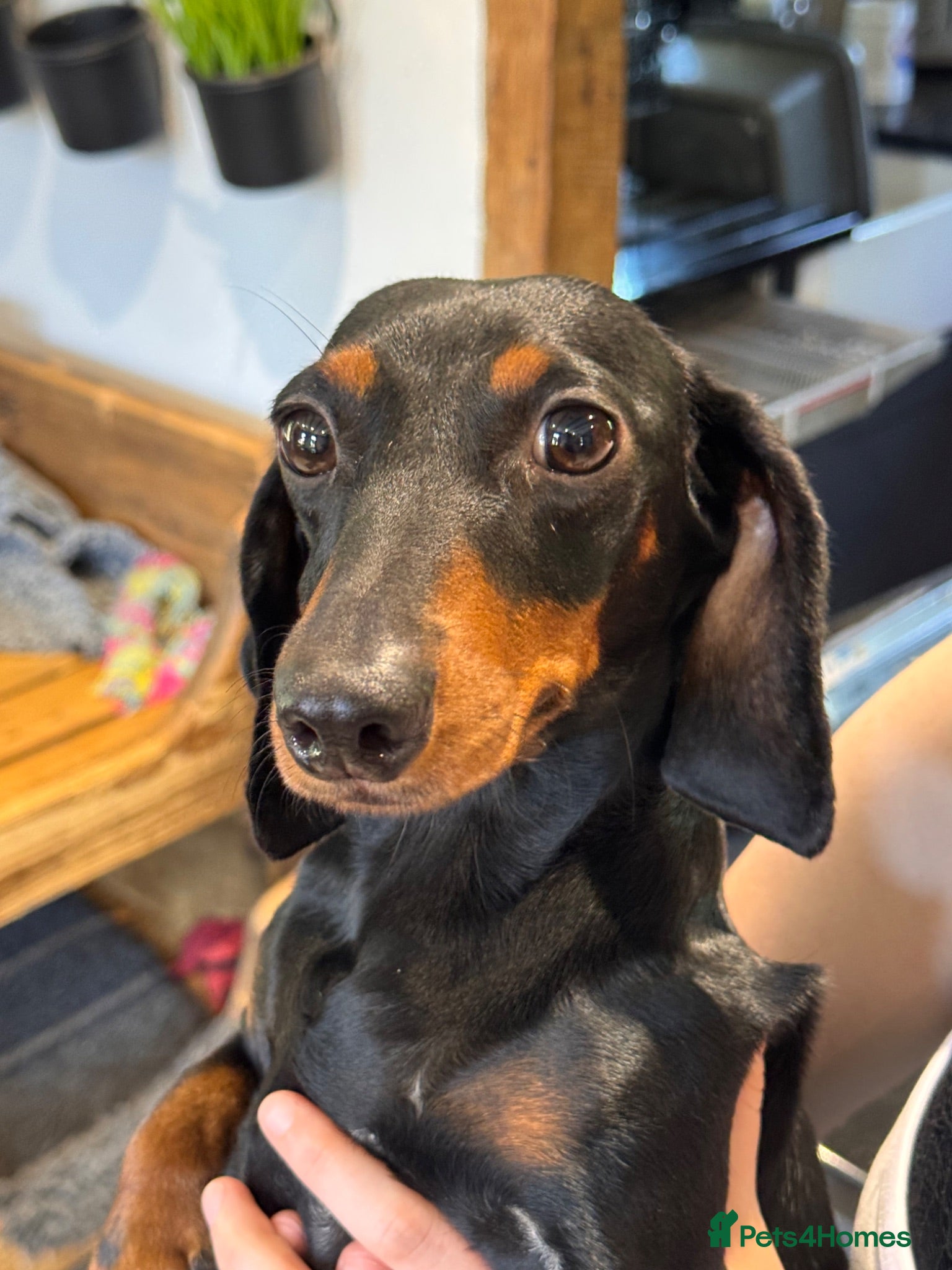 Miniature Dachshund dogs Beautiful dachshund looking for new home  - Advert 2