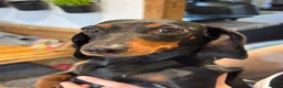 Miniature Dachshund dogs for sale: Beautiful dachshund looking for new home  - Advert 1