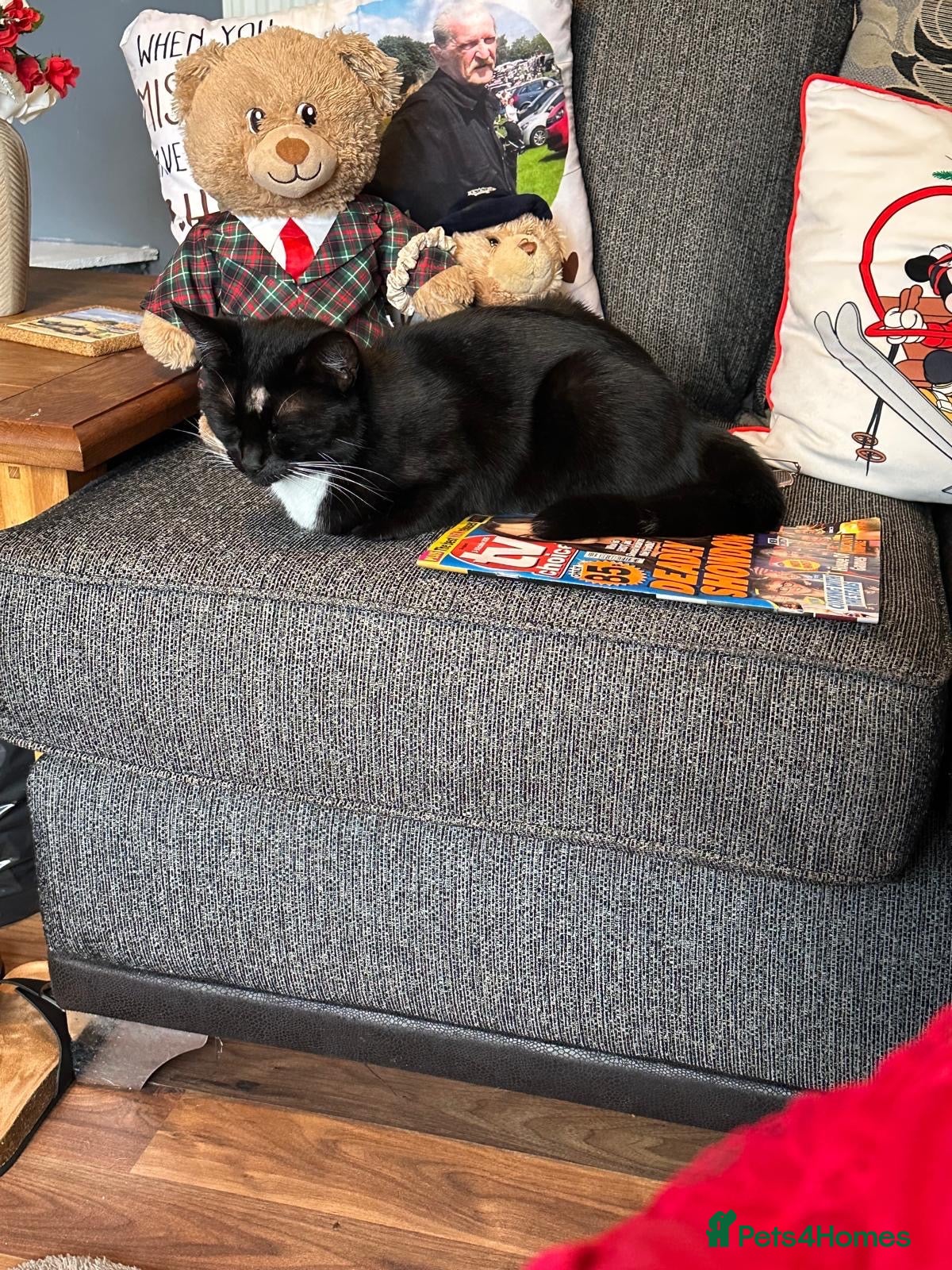 Mixed Breed cats Rehoming lovely cat  - Advert 1