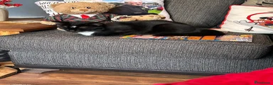 Mixed Breed 1