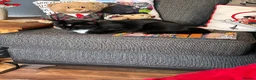 Mixed Breed cats for sale: Rehoming lovely cat  - Advert 1