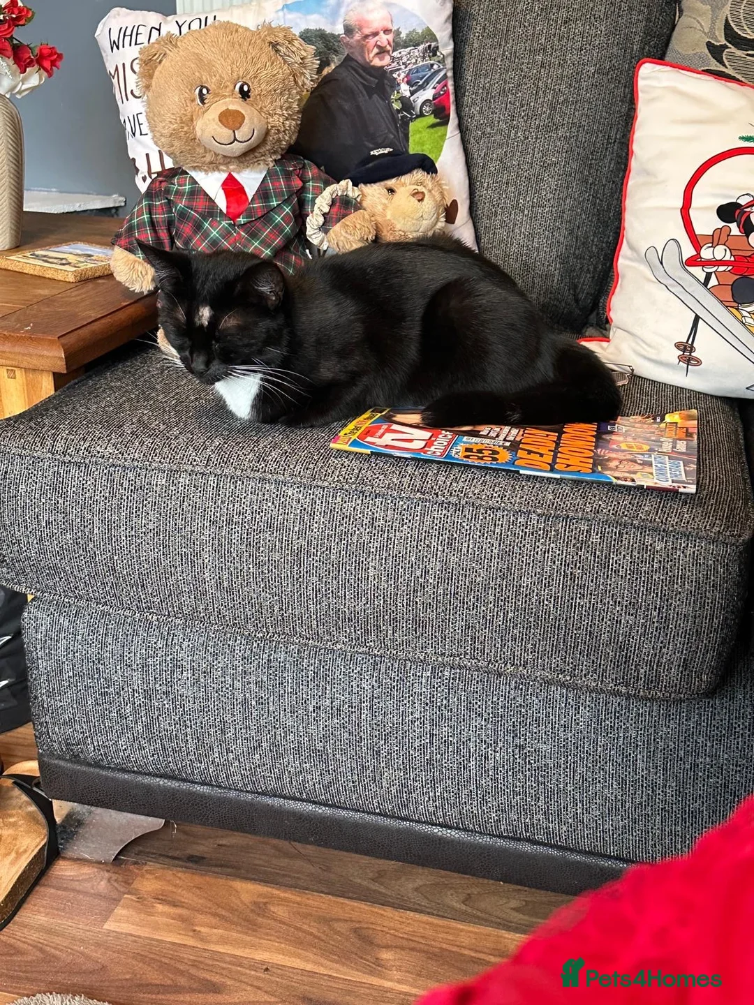 Mixed Breed cats for sale: Rehoming lovely cat  - Advert 1