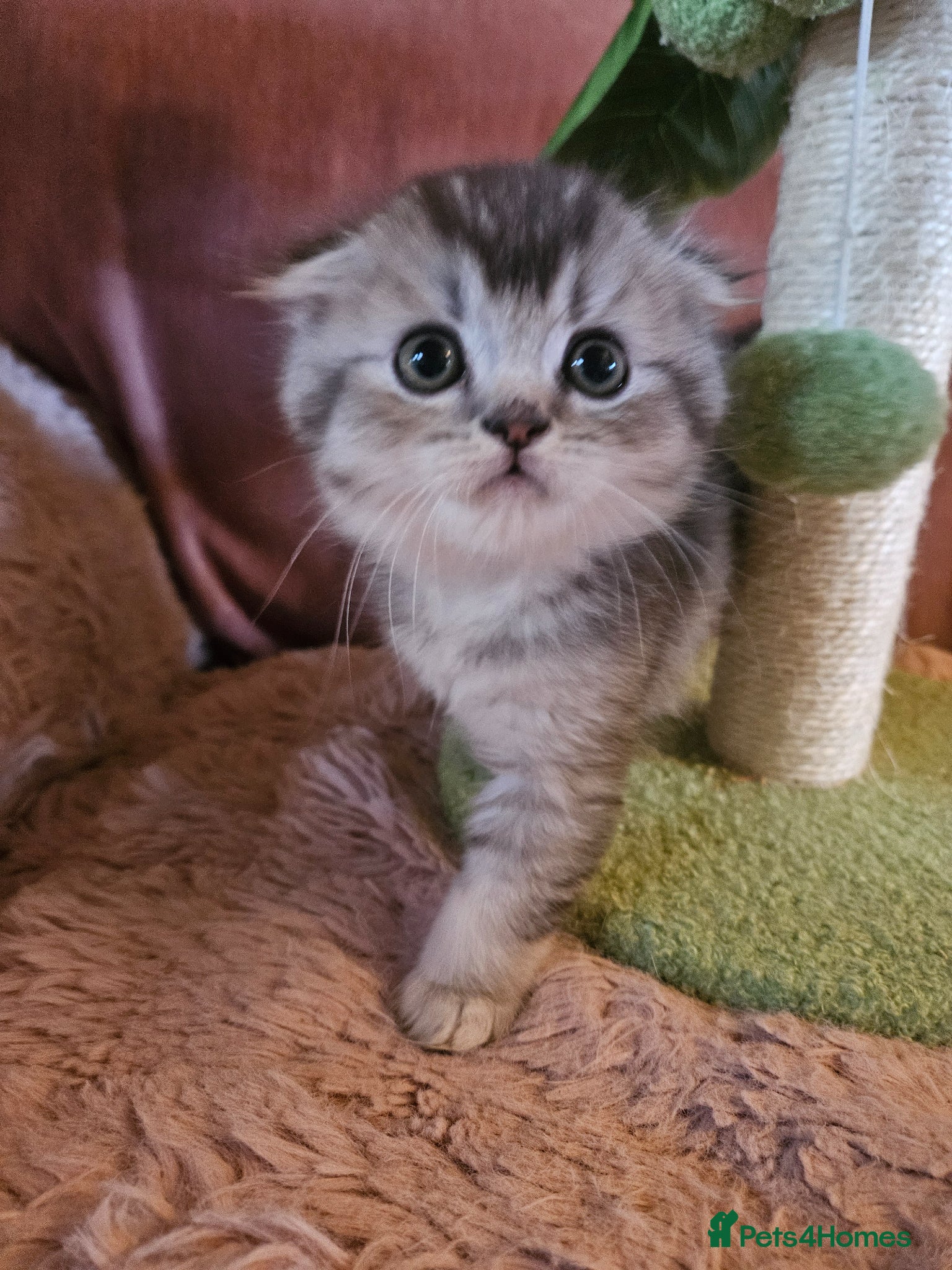 British Shorthair cats for sale: BRITISH SHORTHAIR X SCOTTISH FOLD - Advert 12