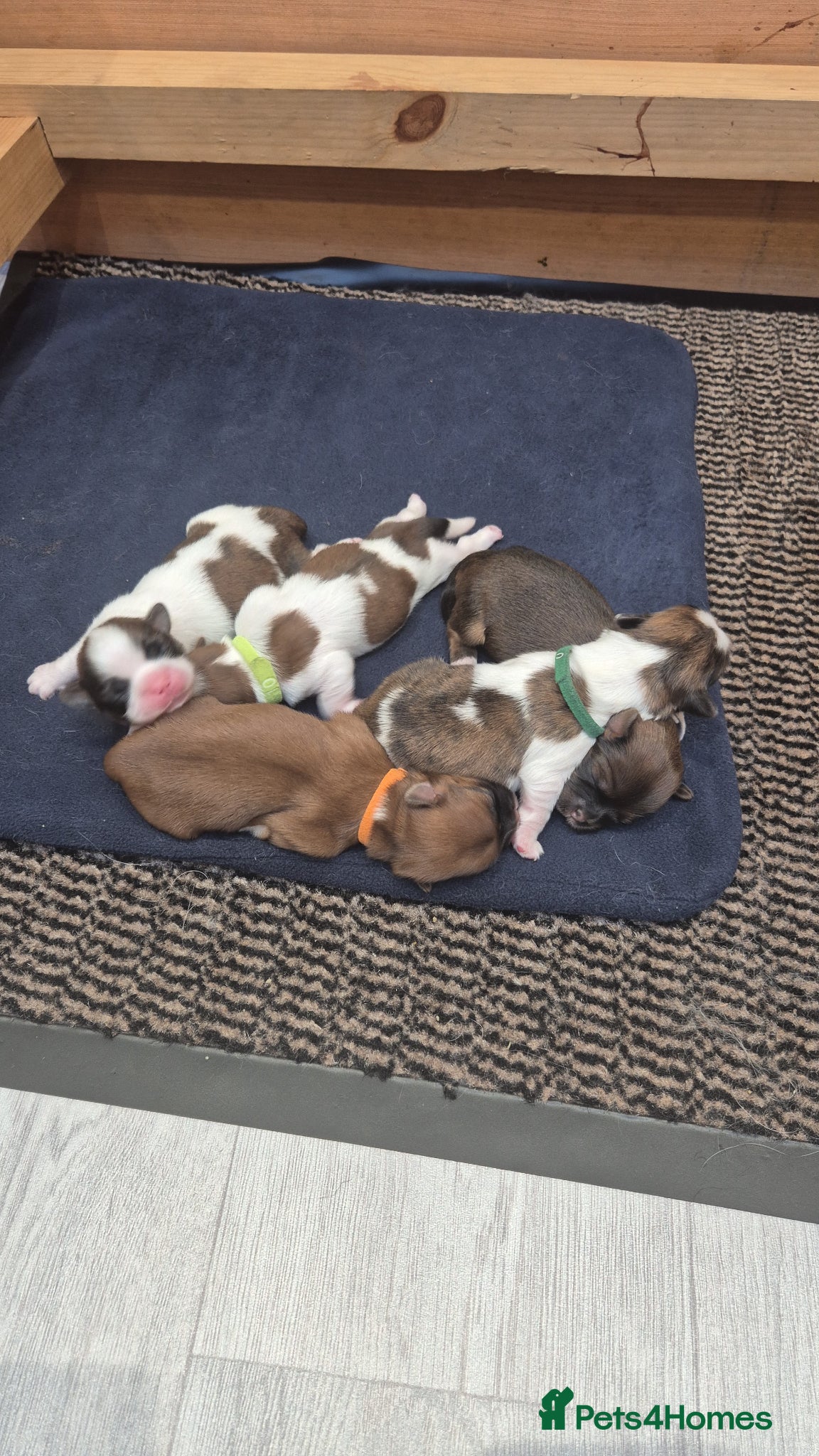 Lhasa Apso dogs LHASA APSO KC PUPPIES 4 girls 1 boy  - Advert 4