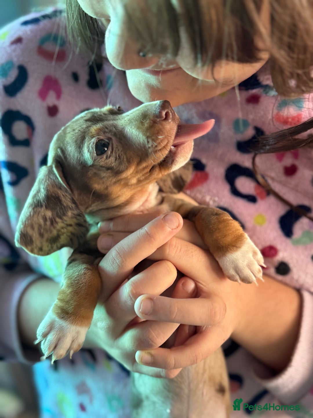 Dachshund dogs for sale: Beautiful dachshund puppies  - Image 6