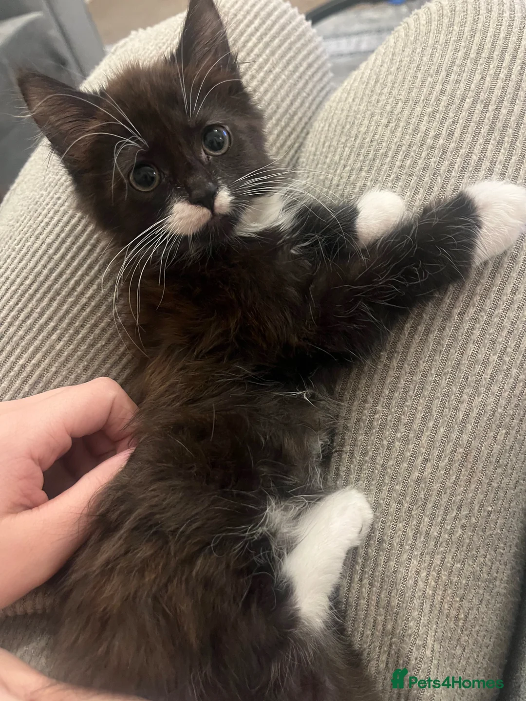 Mixed Breed cats for sale: Boy kitten ready for his forever home  in London - Advert 1