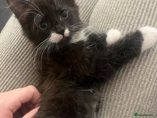 Mixed Breed cats Boy kitten ready for his forever home - Advert 1