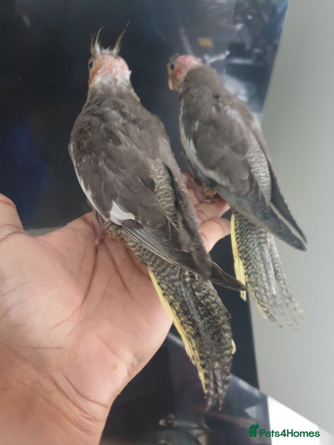 Cockatiels birds for sale: 2 resvd*3 hand reared baby cockatiels in Plymouth  - Advert 2