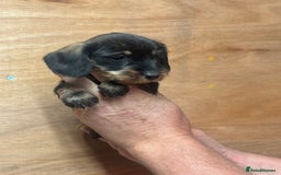 Dachshund dogs for sale: Ready now standard Wirehair dachshund (teckel)  - Image 18