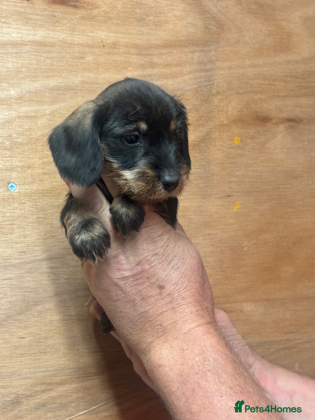 Dachshund dogs for sale: Ready now standard Wirehair dachshund (teckel)  - Image 18