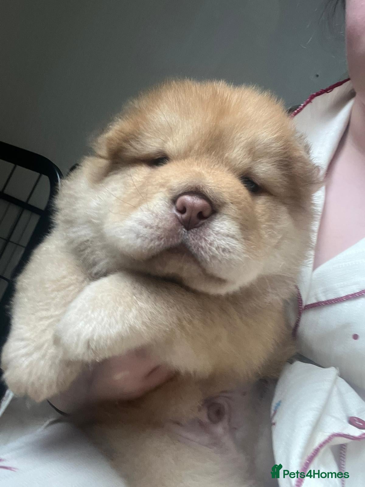 Mixed Breed dogs Chowpeis - Advert 1