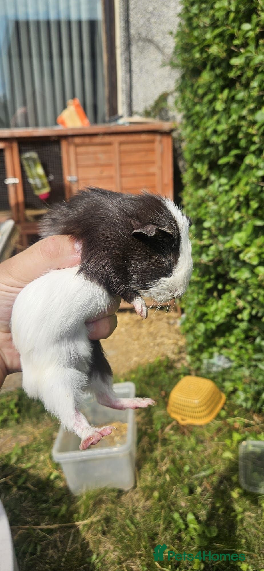 Guinea Pig rodents Guinea Pigs for sale  - Advert 15