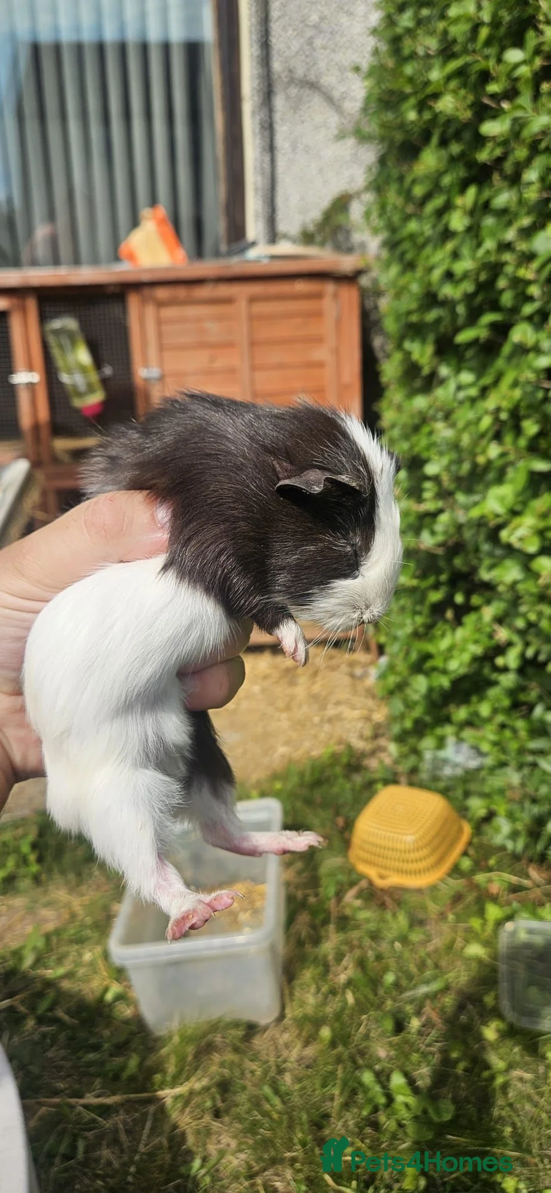 Guinea Pig rodents for sale: Boars  - Advert 2