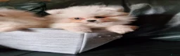 Pomeranian dogs for sale: Beautiful snow white Pomeranian puppy's  in Warrington - Advert 4