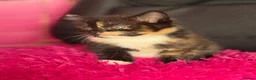 Mixed Breed cats for sale: Kittens for sale  - Advert 6