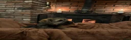 Border Terrier dogs for sale: Border Terrier puppy for new home - Advert 10
