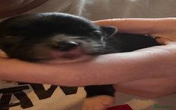 Pomchi dogs for sale: 2 beautiful tiny little Pomchi girls - Image 15