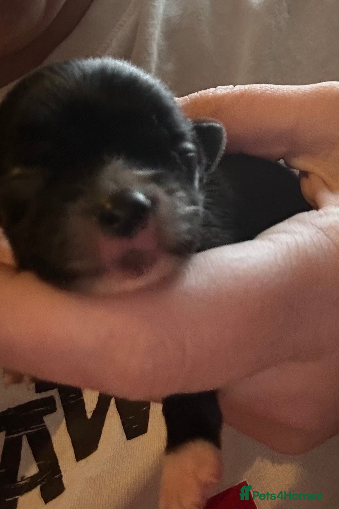 Pomchi dogs for sale: 2 beautiful tiny little Pomchi girls - Image 15