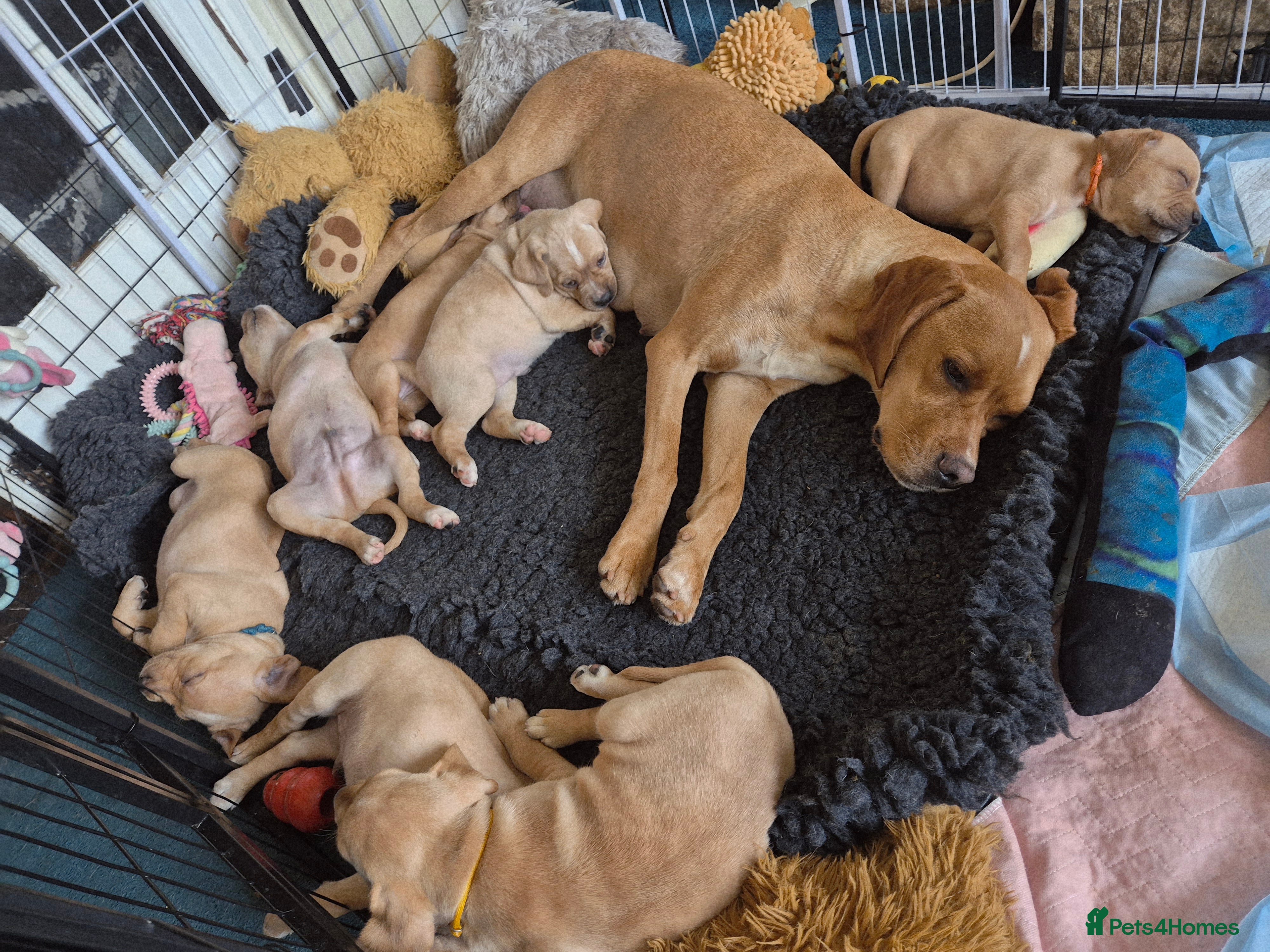 Pointer dogs Portuguese pointer puppies for sale - Advert 1