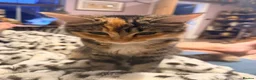 Mixed Breed cats for sale: Ragdoll cross domestic longhair kittens  - Advert 8
