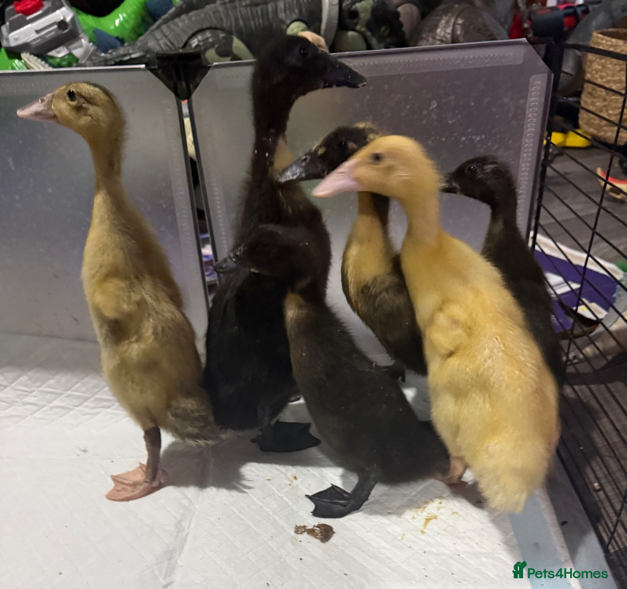 Ducks poultry for sale: Ducklings  - Advert 1