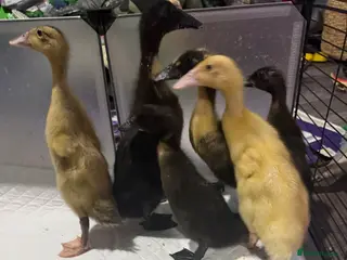 Ducks poultry for sale: Ducklings - Advert 1