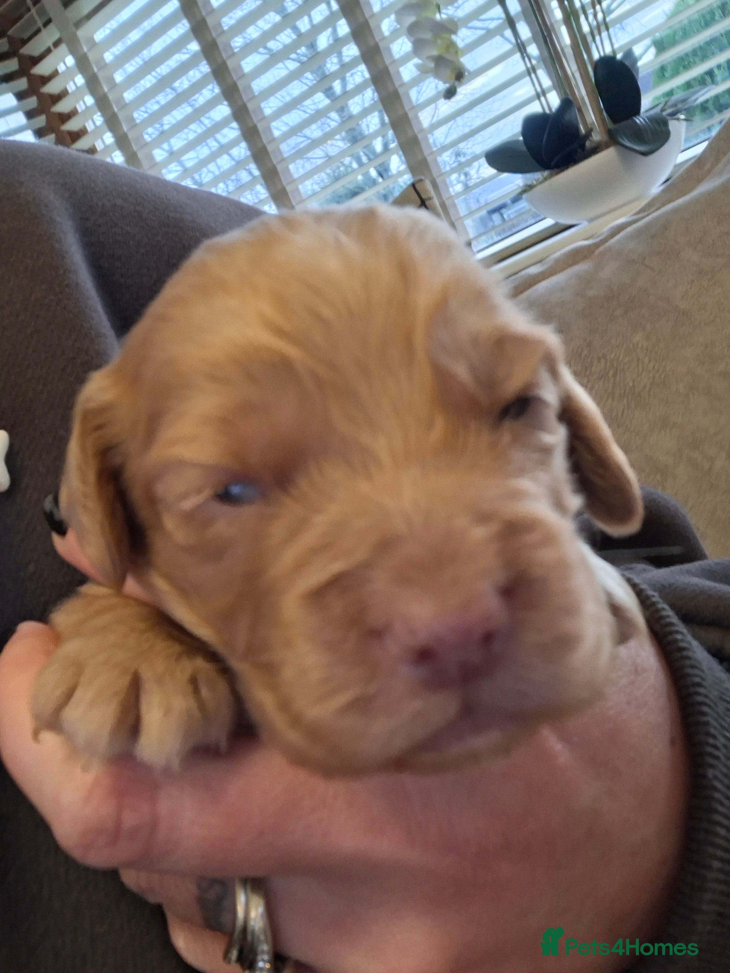 Cocker Spaniel dogs Cocker spaniel puppies - Advert 1