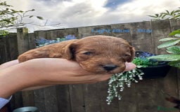 Cockapoo dogs for sale: Cockapoo F1b non moulting health tested puppies  - Image 3