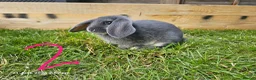 Mixed Breed rabbits for sale: Mini Lop / Rex Babies - Advert 4