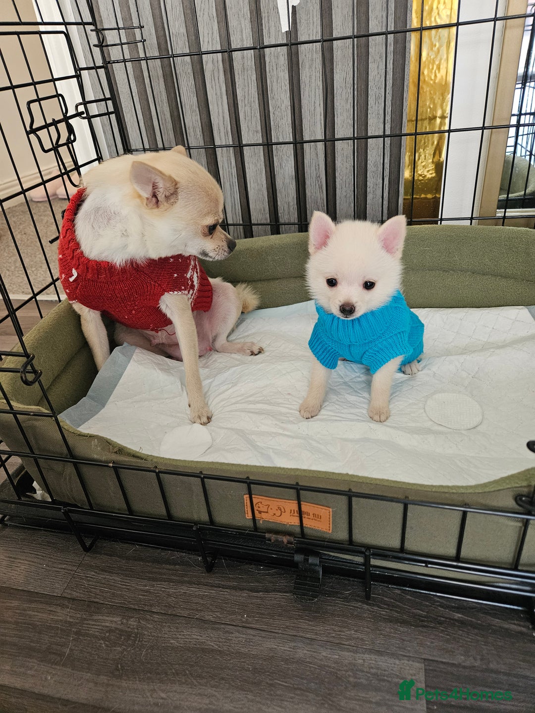 Pomchi dogs for sale: Pomeranian, fimele - Image 11