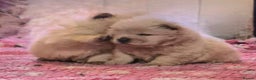 Chow Chow dogs for sale: Kc reg chow chow pups - Advert 7