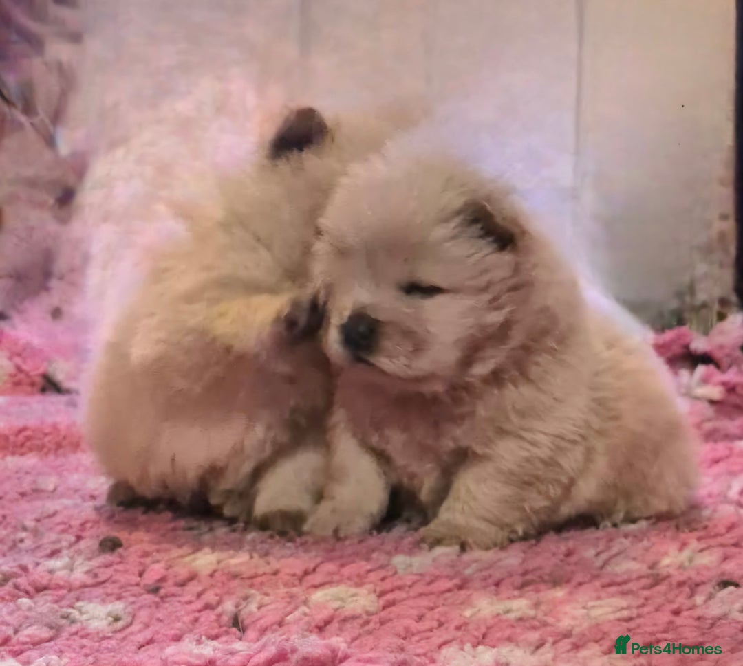 Chow Chow dogs for sale: Kc reg chow chow pups - Advert 7