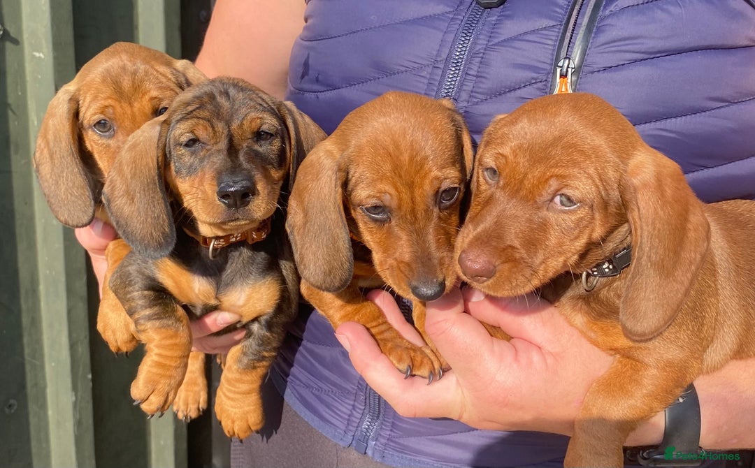 Miniature Dachshund dogs for sale: Quality Dachshund puppies - Image 4