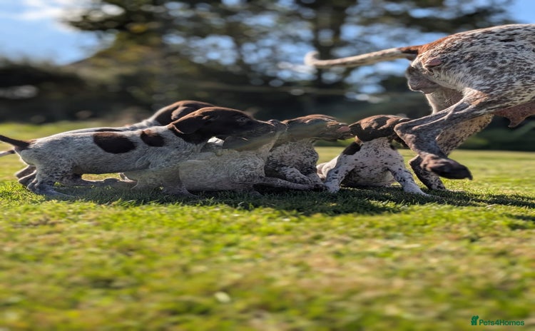 German Shorthaired Pointer dogs - Advert 1