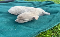 Miniature Poodle dogs for sale: KC registered miniature poodle puppies - Image 7