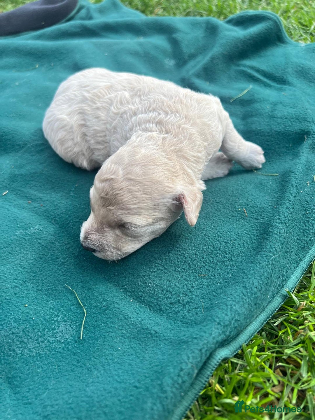 Miniature Poodle dogs for sale: KC registered miniature poodle puppies - Image 7