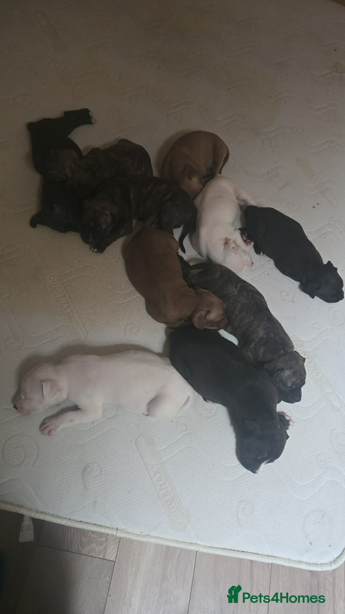 Mixed Breed dogs Puppies for their forever home - Advert 9