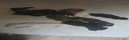 Mixed Breed dogs for sale: Puppies for their forever home - Advert 1