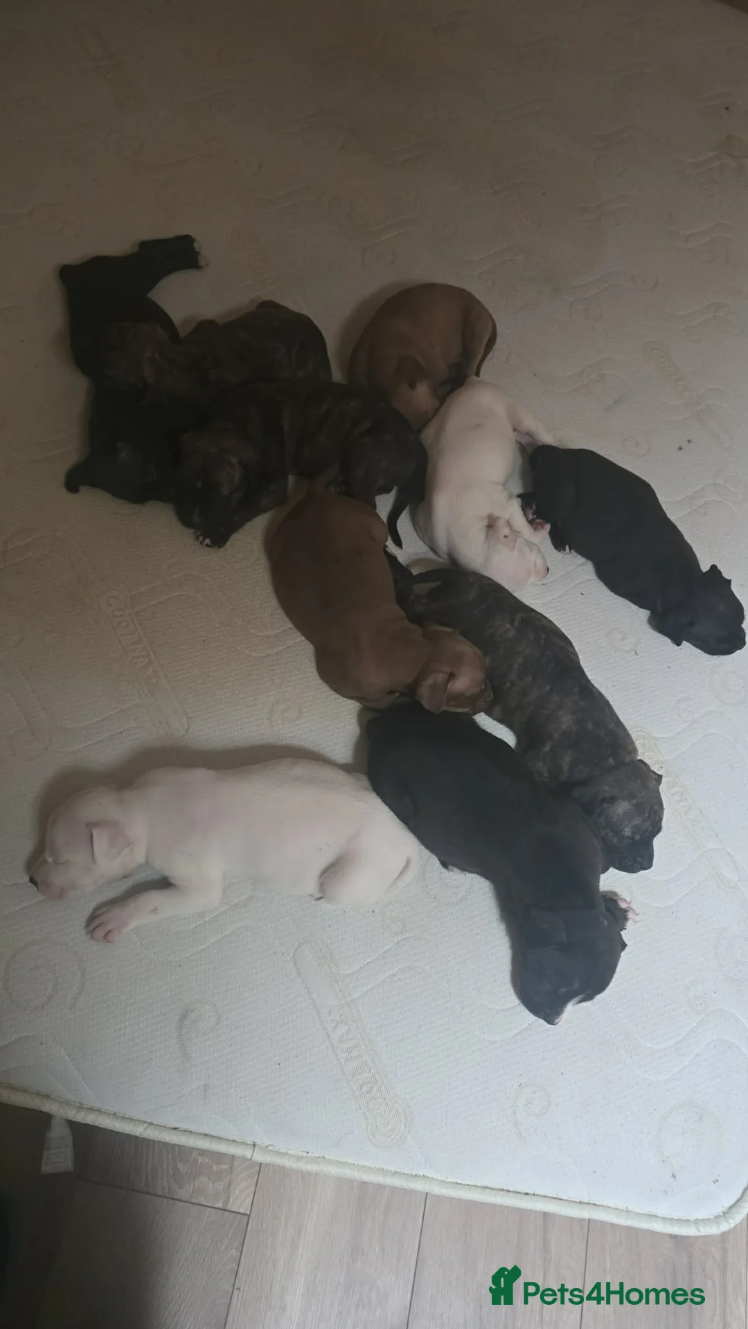 Mixed Breed dogs for sale: Puppies for their forever home - Advert 1