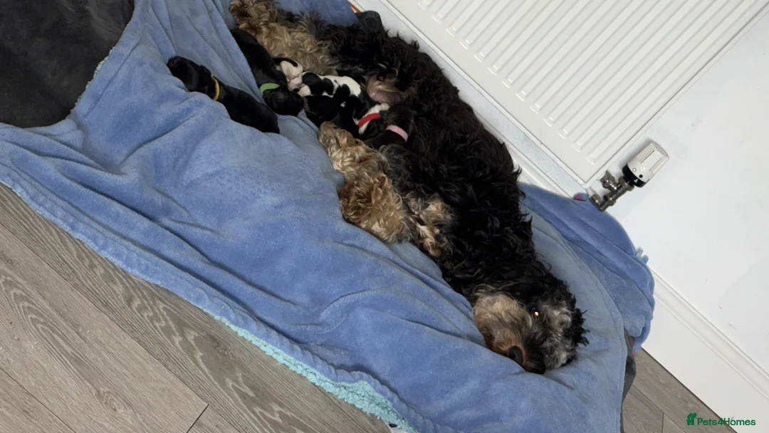 Cockapoo dogs for sale: Cockapoos - Advert 41