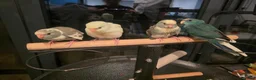 Parakeets birds for sale: Kakariki babies  - Advert 5