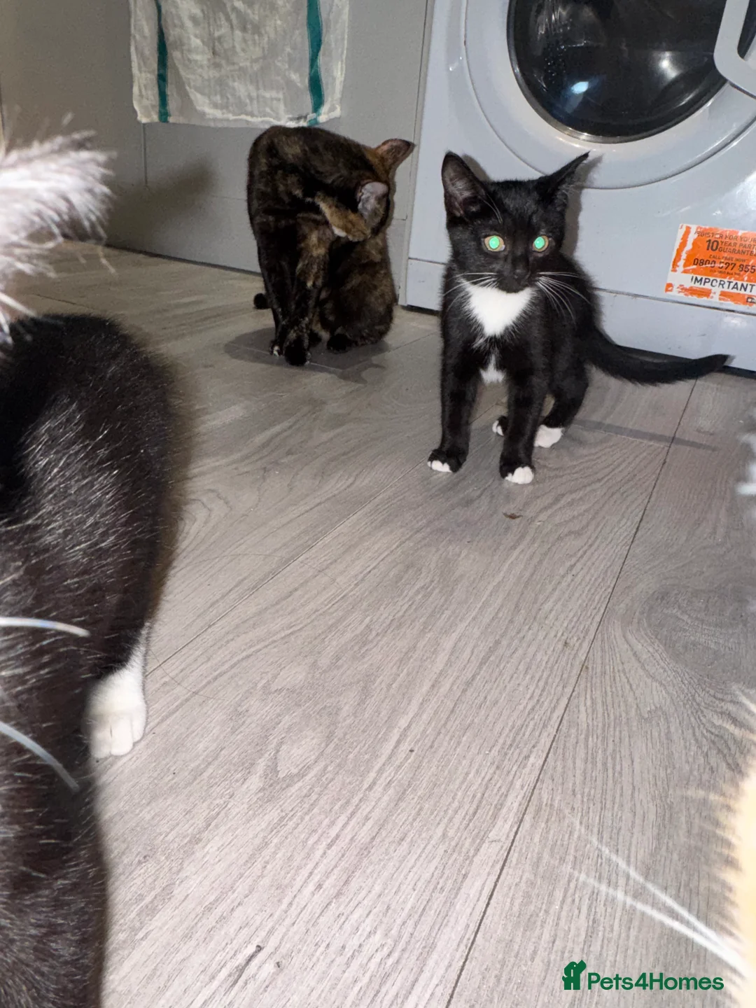 British Shorthair cats for sale: Kittens with mittens  - Advert 2