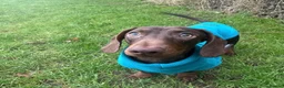 Mixed Breed dogs for sale: Stunning doxiepoo puppy  - Advert 8
