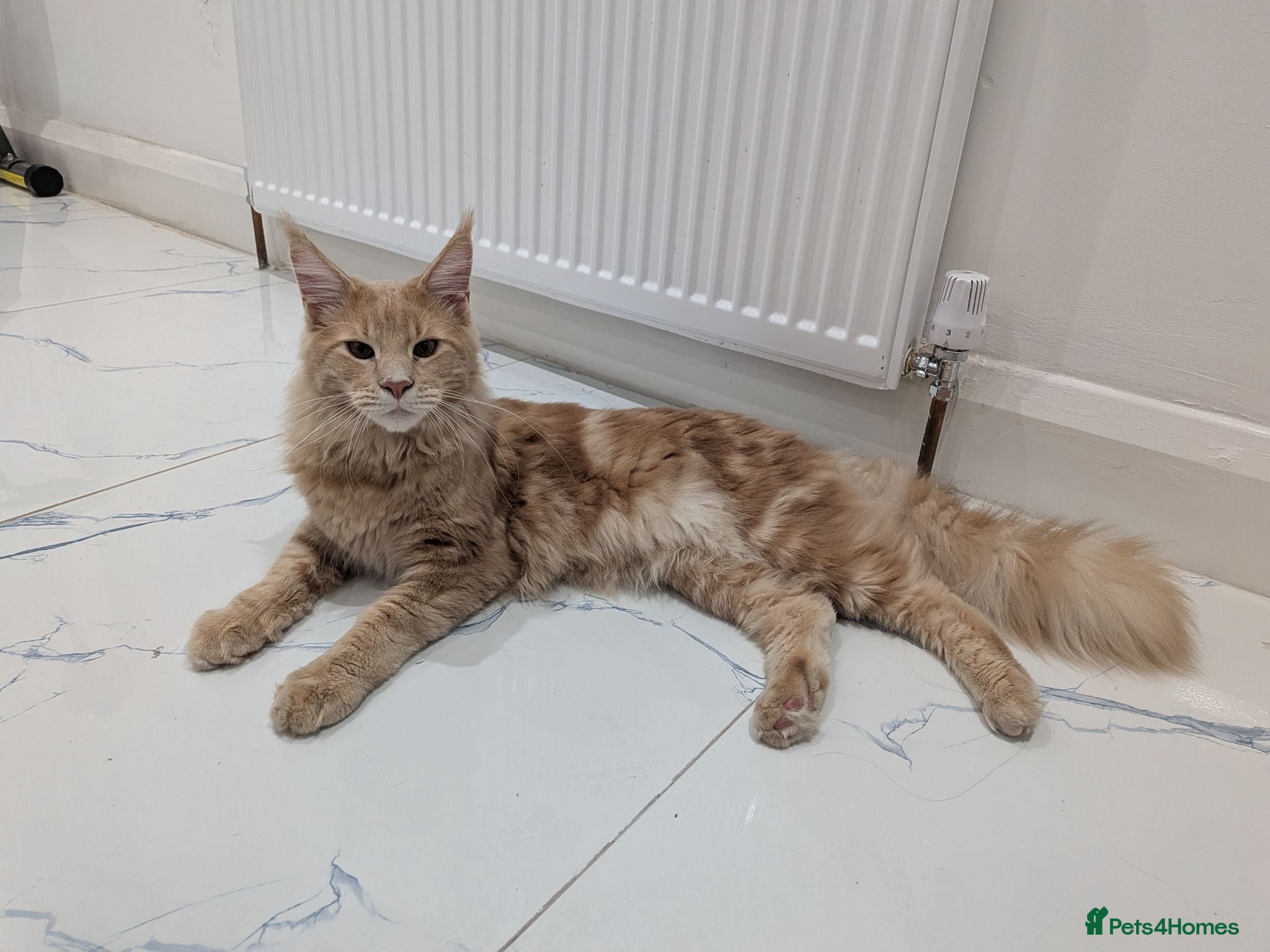 Maine Coon cats Beautiful Mainecoon cat (comes with everything)  - Advert 1