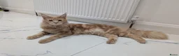 Maine Coon cats for sale: Beautiful Mainecoon cat (comes with everything)  - Advert 3