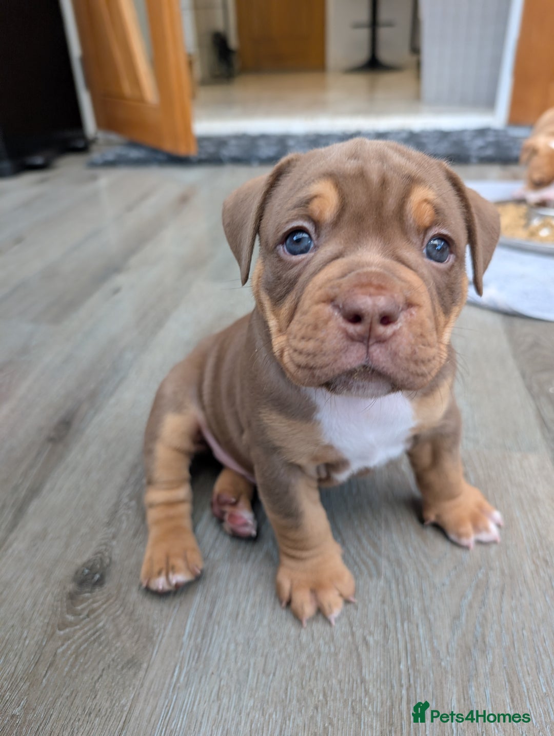 Olde English Bulldogge dogs for sale: READY NEXT WEEK! - OEB Puppies NEBBR ✅ 3rd Gen - Image 16