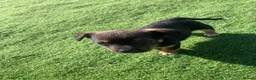 Jack Russell dogs for sale: Jack Russells  in Keston - Advert 3