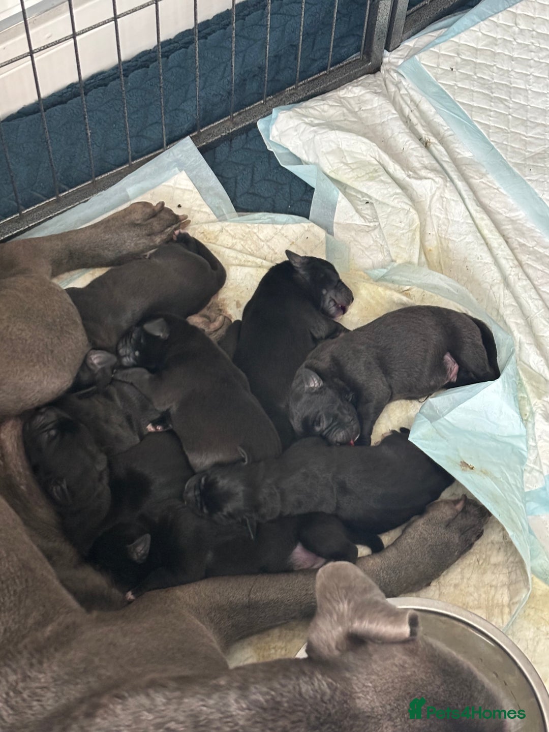 Staffordshire Bull Terrier dogs for sale: Staffie black  - Image 3