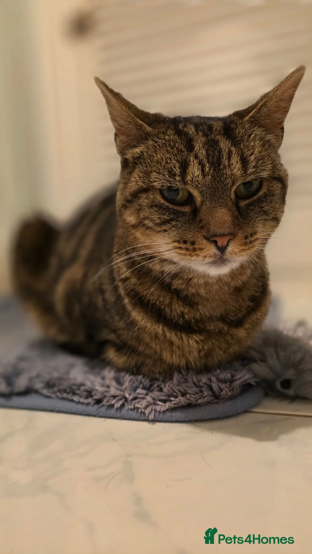 Domestic Shorthair cats for sale: Adult Female Cat - Neutered and Chipped - Advert 2