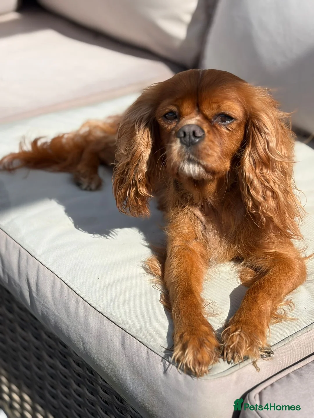 Cavalier King Charles Spaniel dogs for sale: Lovely 5yr old ruby CKCS  - Advert 2